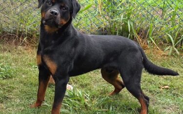 XANTOS CIA ROTT VOM DER BREICHENHOLZ