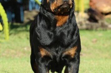 XENA FROM ROYAL BREED