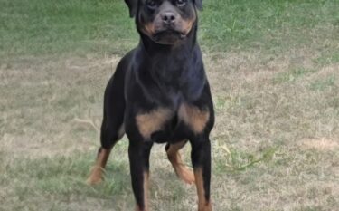 XUXA CIA ROTT VOM DER BREICHENHOLZ